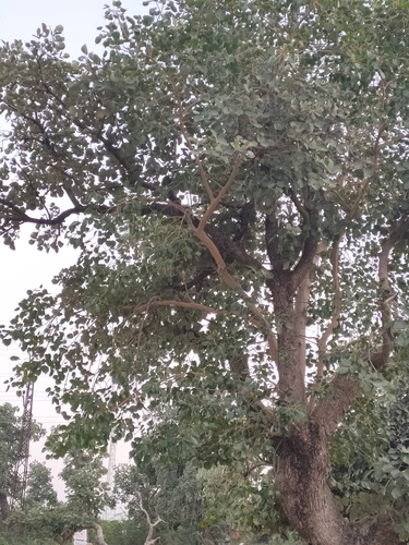 Ficus religiosa observed 2026-10-27