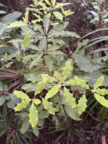 Pittosporum eugenioides observed 2026-10-28