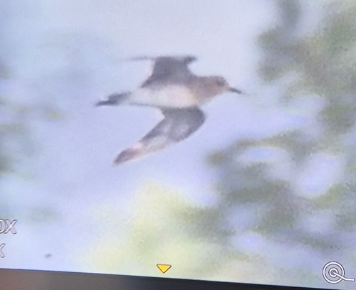 Pluvialis fulva observed 2026-10-28