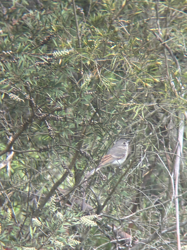 Pachycephala pectoralis observed 2026-10-28