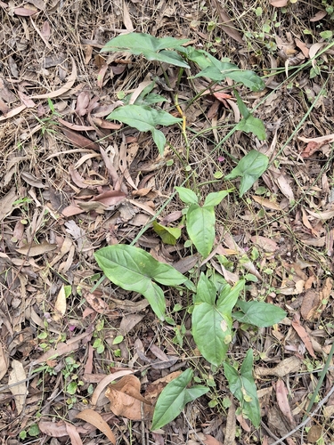 Syngonium observed 2026-10-28