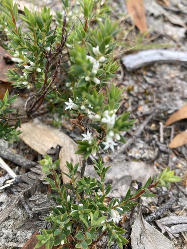 Styphelia observed 2026-10-28