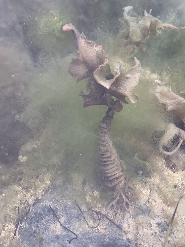 Undaria pinnatifida observed 2026-10-28