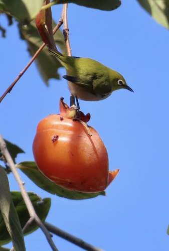 Zosterops observed 2026-10-28