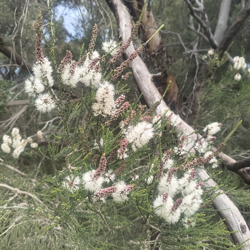 Melaleuca observed 2026-10-28