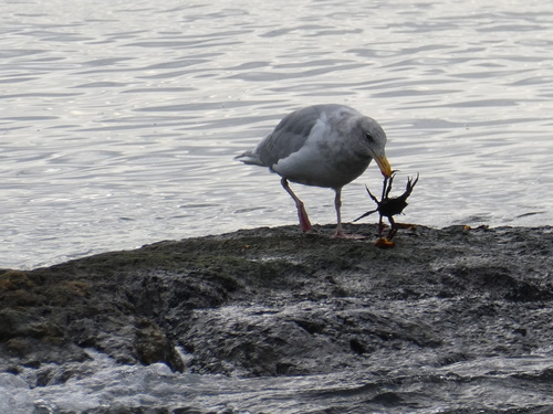 Larus glaucescens observed 2026-10-27