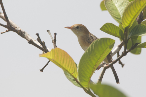 Cisticola exilis observed 2026-10-26