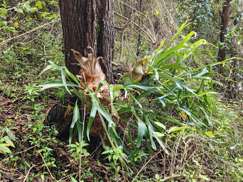 Platycerium observed 2026-10-28