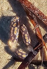 Botrylloides perspicuus
