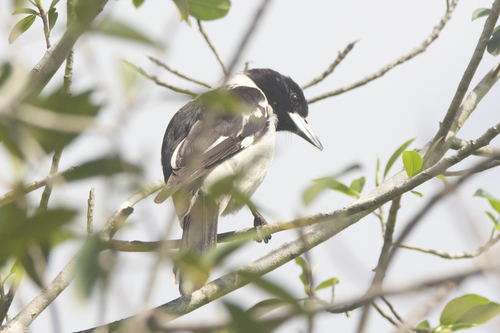 Cracticus nigrogularis observed 2026-10-26