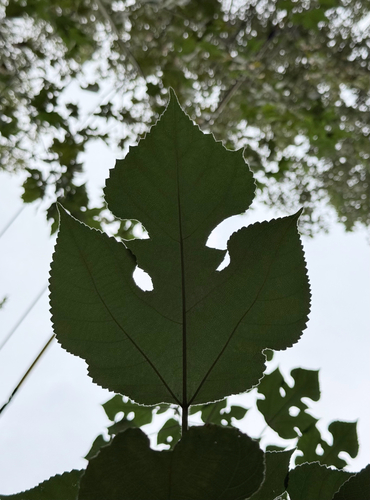 Broussonetia papyrifera observed 2026-10-27