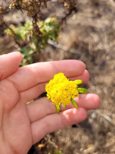 Eriophyllum staechadifolium, 2026-10-27