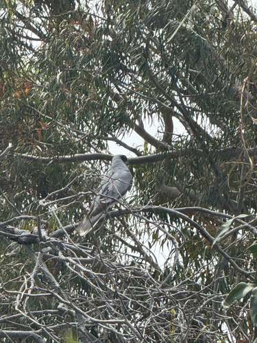 Coracina observed 2026-10-28