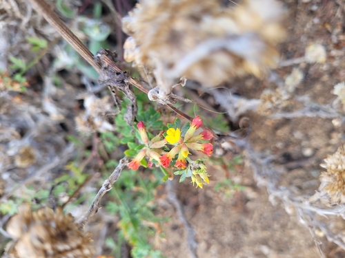 Acmispon glaber observed 2026-10-27