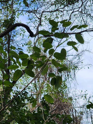 Ficus observed 2026-10-28