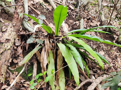 Asplenium australasicum observed 2026-10-28