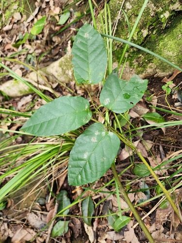 Cissus observed 2026-10-28