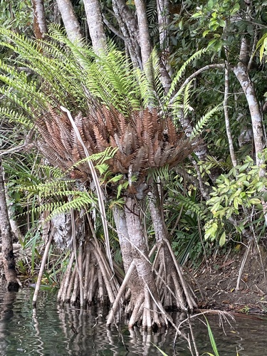 Drynaria rigidula observed 2026-10-28