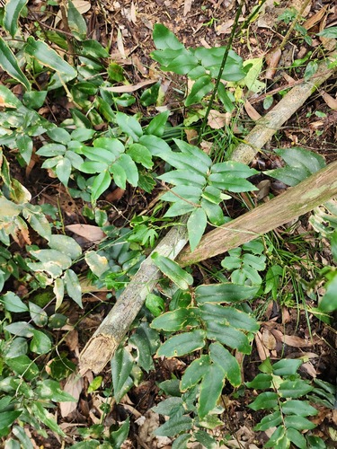 Pteris observed 2026-10-28
