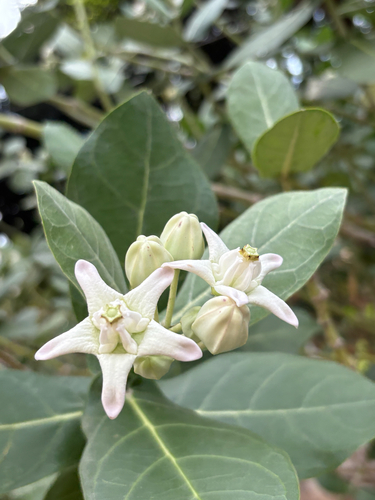 Calotropis gigantea observed 2026-10-28