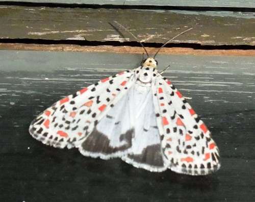 Heliotrope Moth photo 4