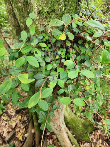 Peperomia observed 2026-10-28