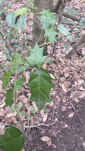 Aphananthe philippinensis observed 2026-10-28