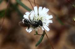 Podolepis capillaris