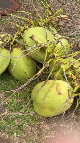 Cocos nucifera observed 2026-10-27
