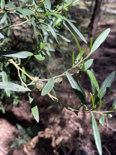 Beyeria viscosa observed 2026-10-27