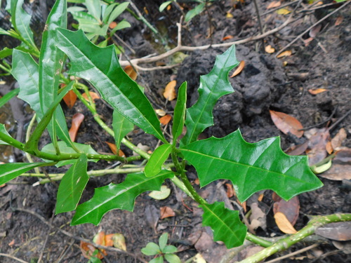Acanthus ilicifolius observed 2026-10-25