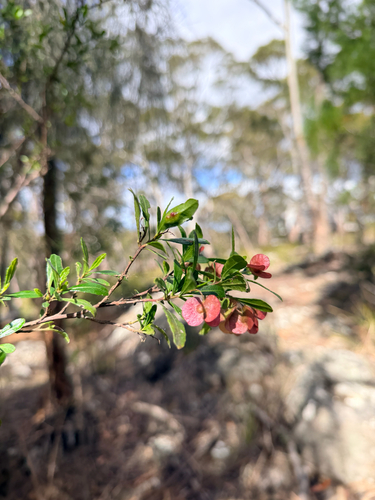 Dodonaea viscosa observed 2026-10-28