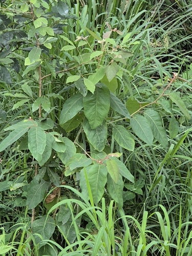 Eucalyptus observed 2026-10-28