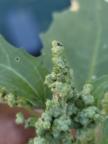 Chenopodiastrum murale observed 2026-10-24