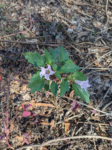 Datura stramonium observed 2026-10-27