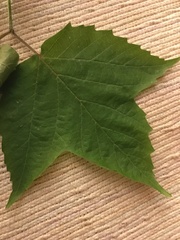 Viburnum acerifolium
