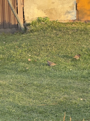 Sturnus vulgaris observed 2026-10-28