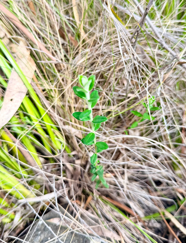 Pimelea observed 2026-10-28