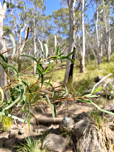 Eucalyptus observed 2026-10-28