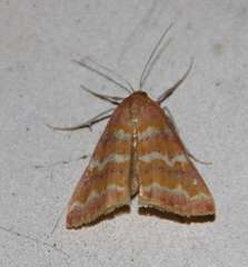 Notiosterrha aglaodesma