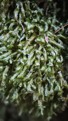 Homalia trichomanoides observed 2026-10-27