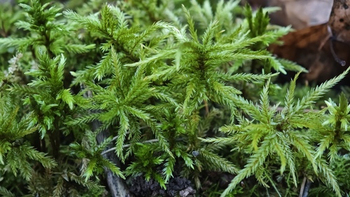 Climacium dendroides observed 2026-10-27