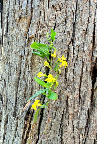 Goodenia ovata observed 2026-10-28