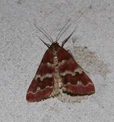 Notiosterrha aglaodesma