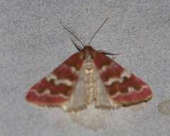 Notiosterrha aglaodesma