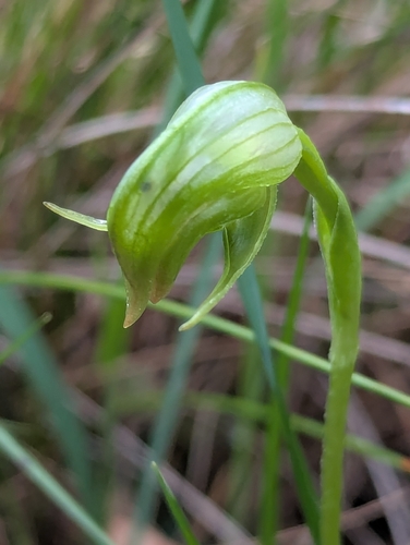 Pterostylis nutans observed 2026-10-28
