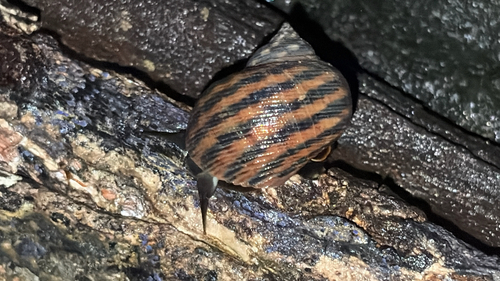 Littorina observed 2026-10-27