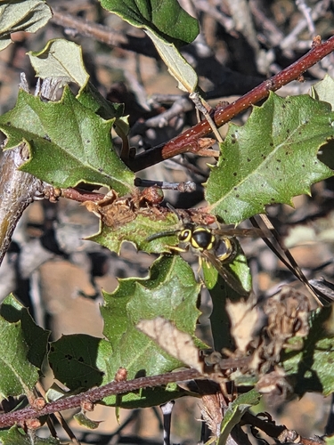 Vespula pensylvanica observed 2026-10-27