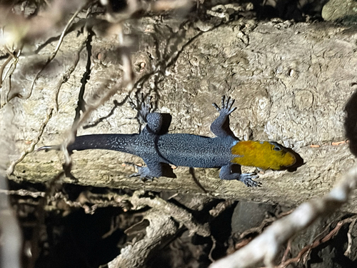 Gymnodactylus, 2026-10-27