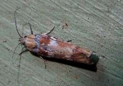 Catoryctis leucomerata